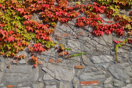 一堵石墙满红叶的野生葡萄