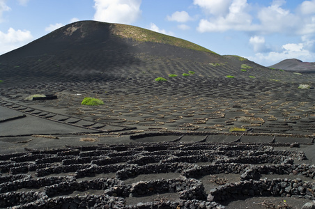 火山葡萄园