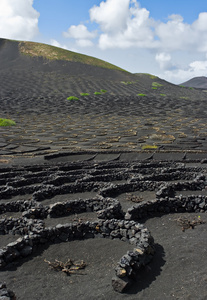 火山葡萄园