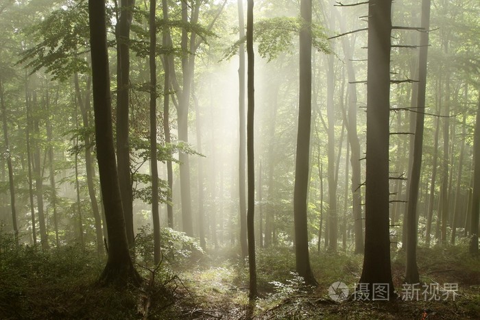 森林里朦胧的黎明