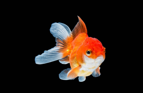 黑色背景上孤立的金鱼照片 正版商用图片010nvc 摄图新视界