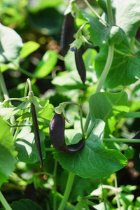 紫色荚的豌豆