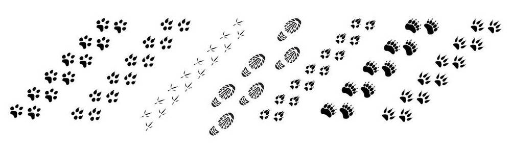 脚印关于天鹅,美洲驼和驴,猫.