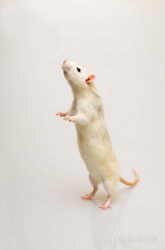 白鼠