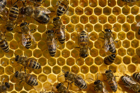 蜜蜂，花蜜和幼虫
