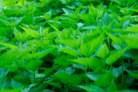 医学 输尿管 刺激 植物 薄荷 春天 杂草 美容 未开垦