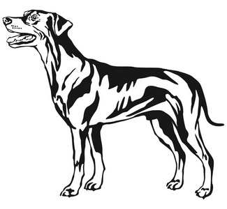 狗德国杜宾犬 标准 v 装饰站肖像
