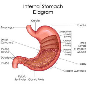 医学教育的生物学胃图图片