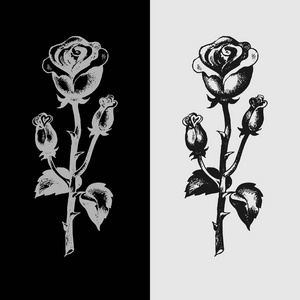 玫瑰的手绘,在黑色和白色的背景下,标签照片