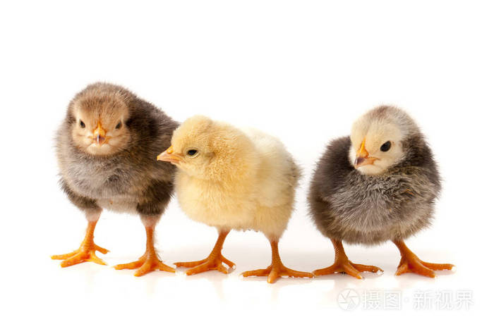 孤立在白色背景上的三只小鸡