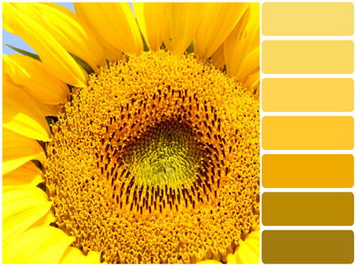 颜色向日葵图片