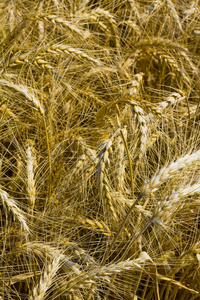 小麦或玉米地