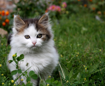 猫 猫科动物 狠毒的女人 爵士乐爱好者