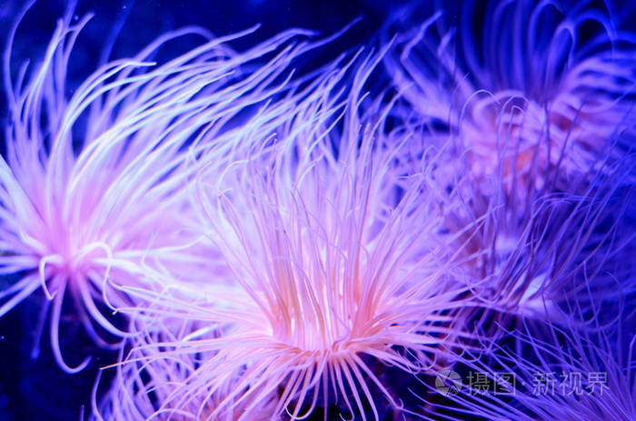 海葵在水族馆深蓝色的水中 热带海洋生活背景照片 正版商用图片01h2b7 摄图新视界 海葵在水族馆深蓝色的水中 热带海洋生活背景照片 正版商用图片01h2b7 摄图新视界