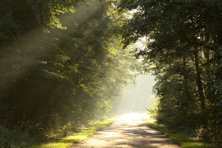 雾蒙蒙的早晨森林中的乡间小路