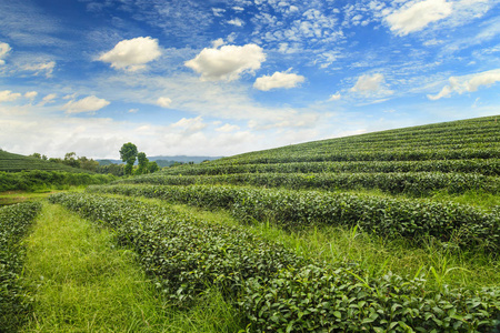 茶园在日出的美丽的风景