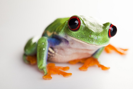 青蛙小红眼睛