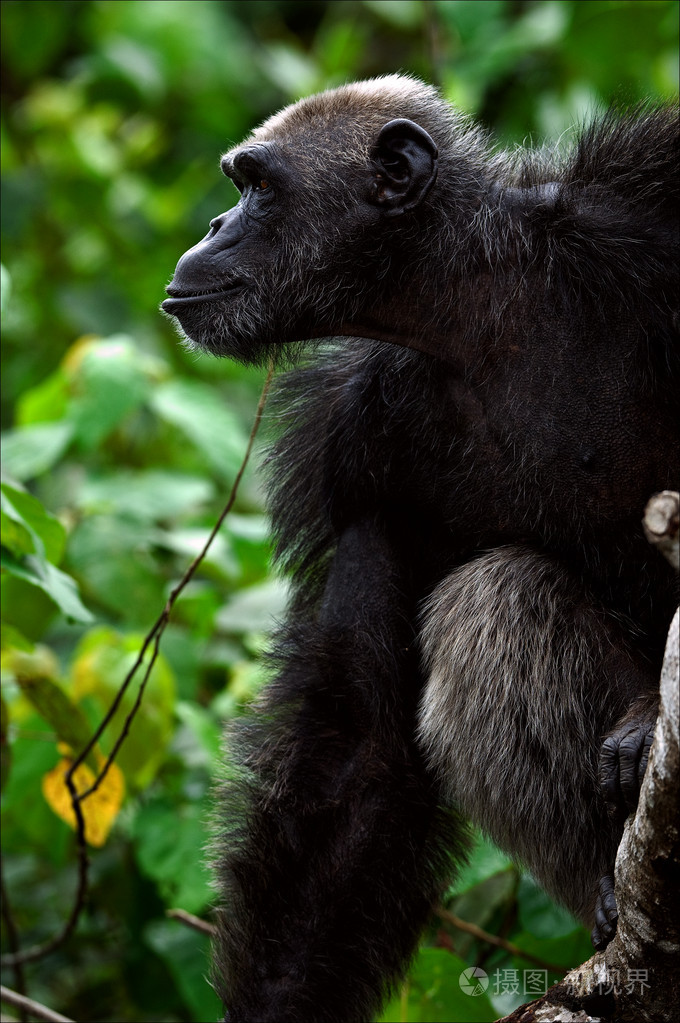 黑猩猩在侧面的肖像