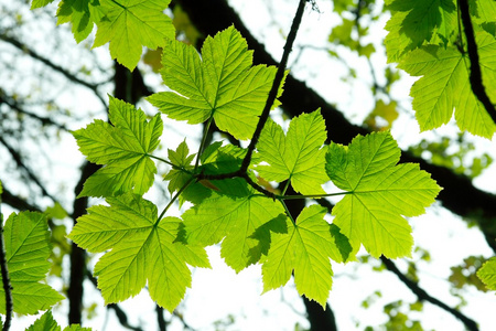 树叶，花瓣 leaf的复数 页 leaf的名词复数  叶子 有状叶的 金属薄片