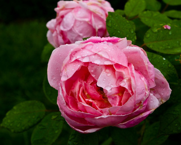 露珠般的粉红色玫瑰