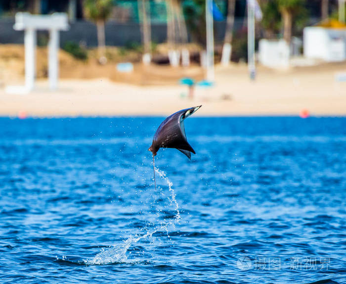 跳出水面的莫布拉雷