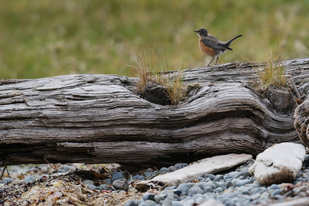 野生美国罗宾 旅鸫 shorline 日志上。在加拿大，不列颠哥伦比亚省，温哥华岛拍摄的照片