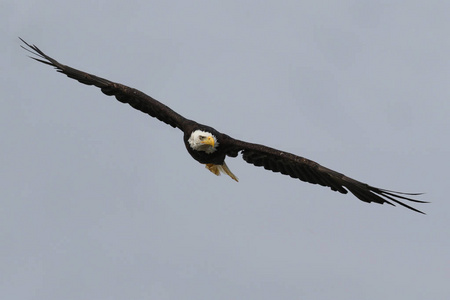 野生北美秃头鹰 白头 在飞行中。加拿大不列颠哥伦比亚省温哥华岛海岸线拍摄的照片