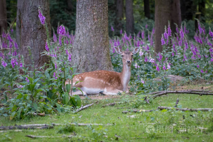 之间在树林里花鹿