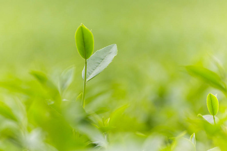 新鲜茶叶在上午茶种植园场