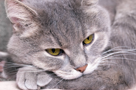 猫头施加了爪子打瞌睡图片