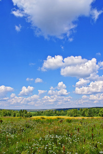 夏季景观