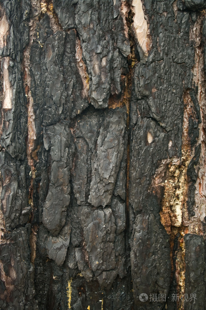 老树焦黑的树皮