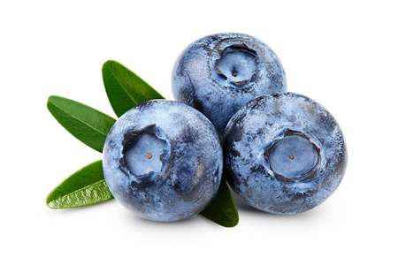 蓝果树孤立的成熟蓝莓照片