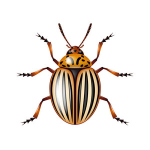 科罗拉多甲虫在白色病媒中分离