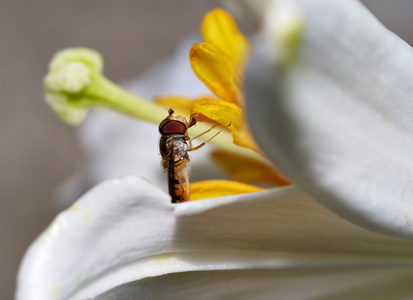 花飞飞