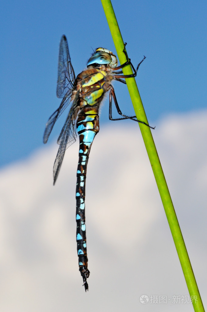 流动小贩蜻蜓侧视