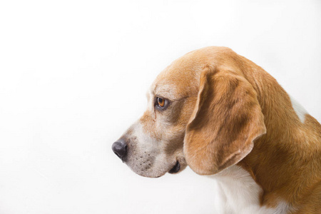 孤立在白色背景上的成年 beagle 犬