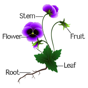 紫罗兰花的结构