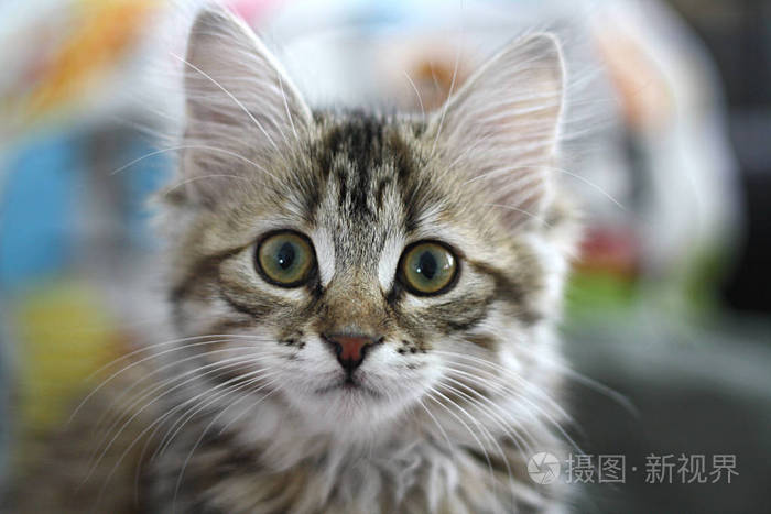 可爱的芬兰短毛猫小猫