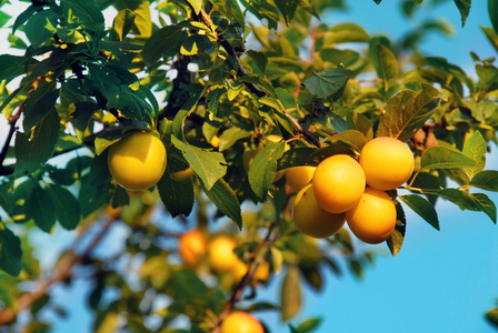 黄梅摄影图-黄梅图片大全-黄梅照片-摄图新视界