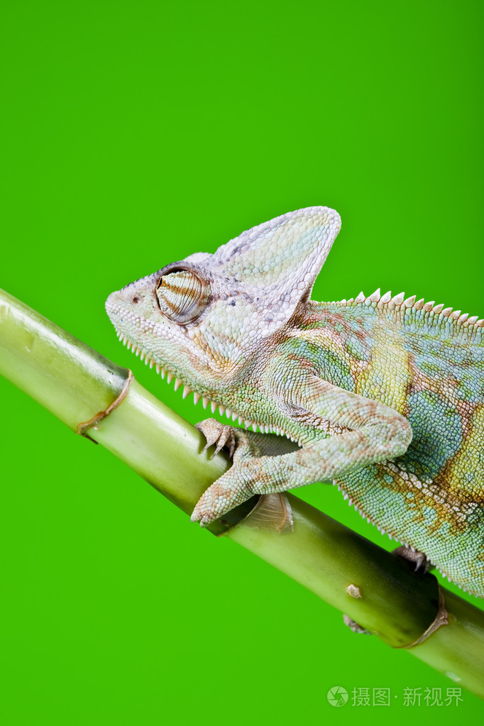 绿色变色龙