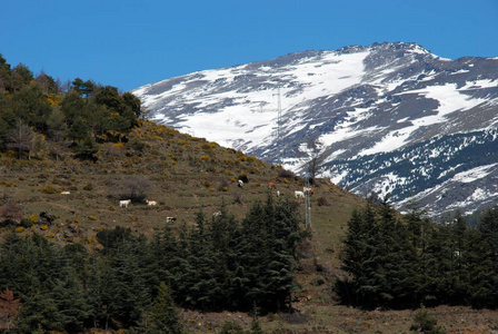 在内华达山脉，特雷韦莱斯，西班牙山坡上放牧的牛