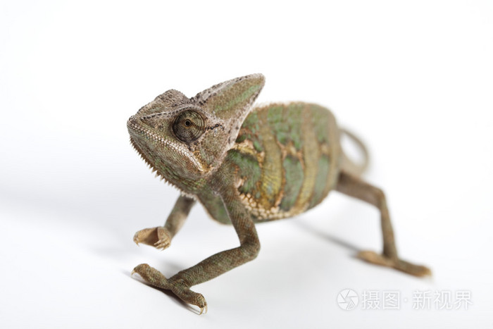 白色的变色龙
