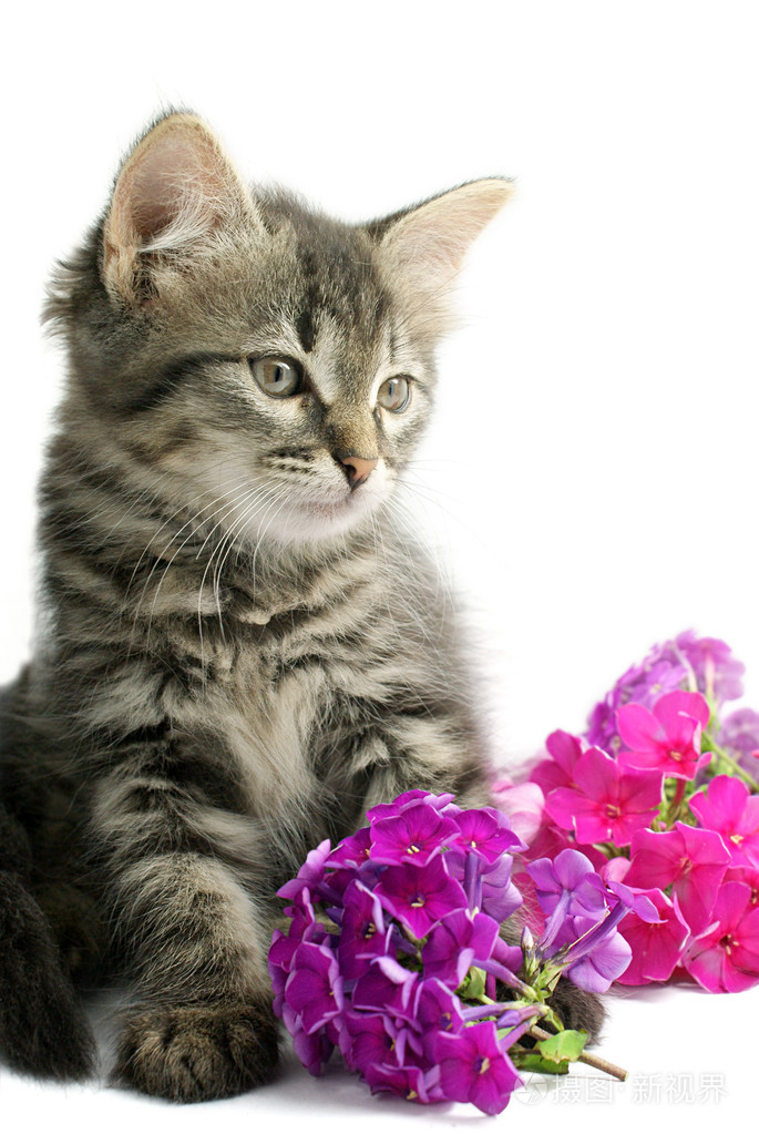 小花猫