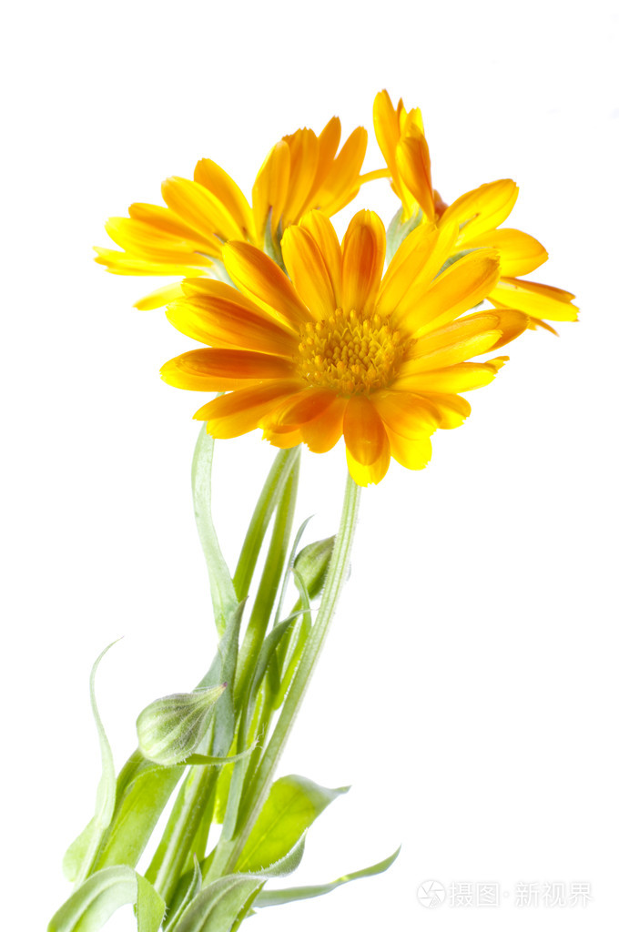 阳光明媚的金盏花在白色上