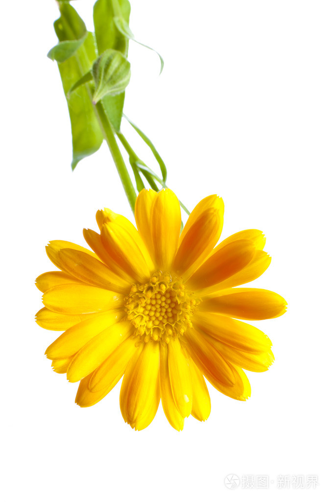 阳光明媚的金盏花在白色上