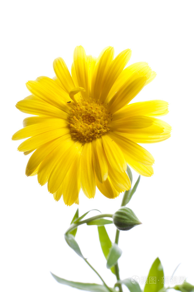 阳光明媚的金盏花在白色上