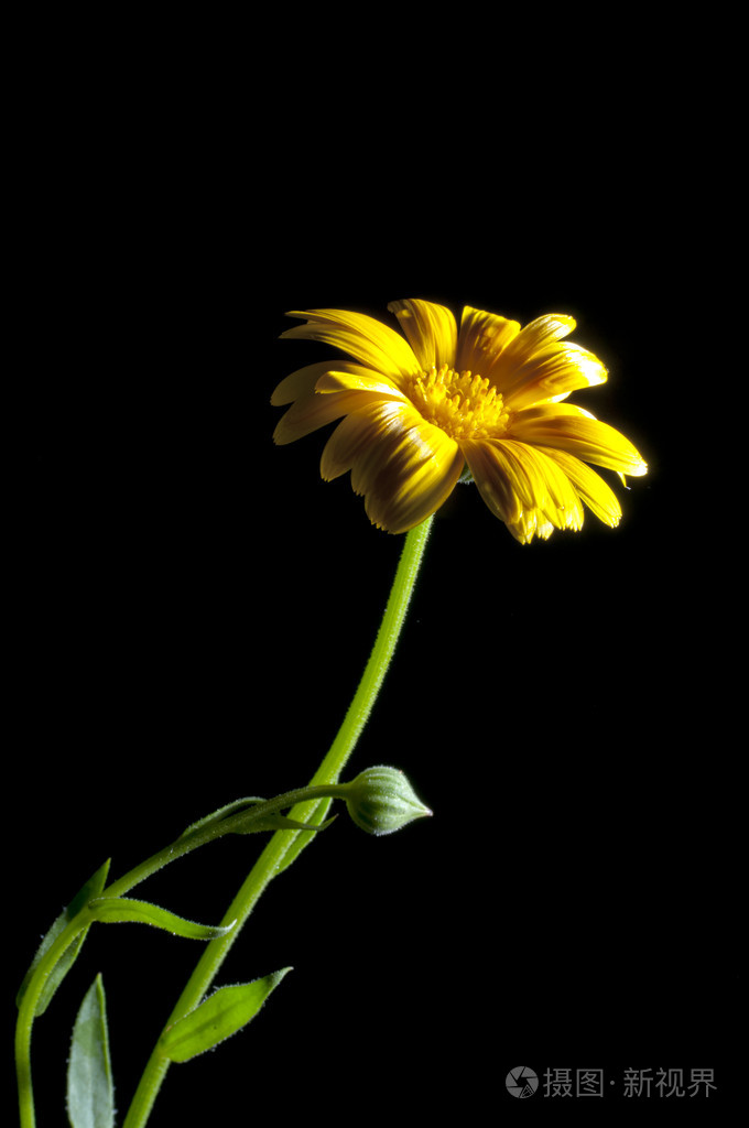 阳光明媚的金盏花在黑色上