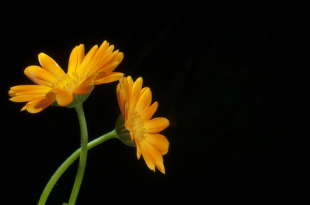 阳光明媚的金盏花在黑色上照片