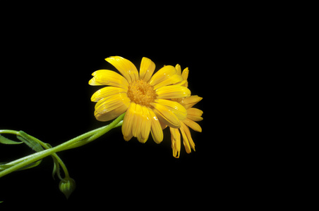 阳光明媚的金盏花在黑色上照片